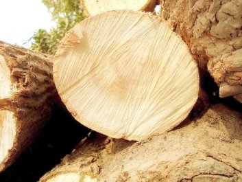 木材涨价的决定性因素是什么？带您揭晓木材涨价套路拒绝入坑！